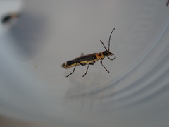 Chauliognathus sydneyanus