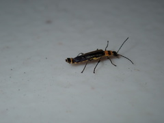 Chauliognathus sydneyanus