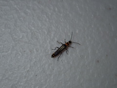 Chauliognathus sydneyanus