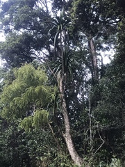 Pleomele aurea