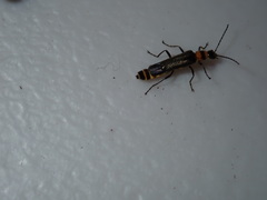 Chauliognathus sydneyanus