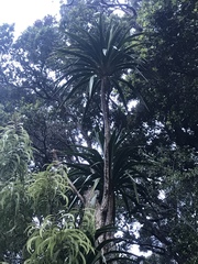 Pleomele aurea