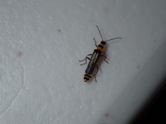 Chauliognathus sydneyanus