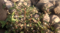 Hygrophila ringens