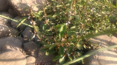 Hygrophila ringens