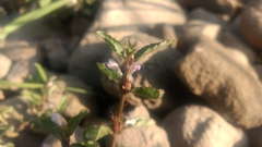 Hygrophila ringens