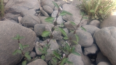Hygrophila ringens