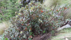 Arbutus mollis