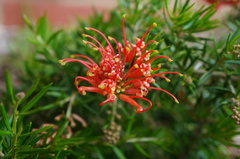 Grevillea juniperina