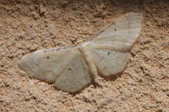 Idaea politaria