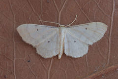 Idaea politaria