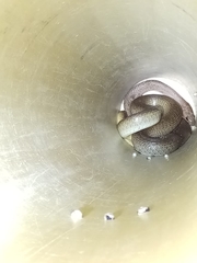 Psammophis mossambicus