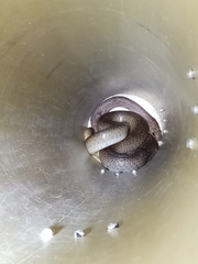 Psammophis mossambicus