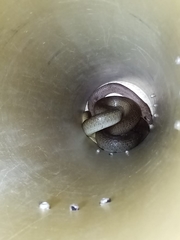 Psammophis mossambicus