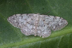 Idaea consolidata