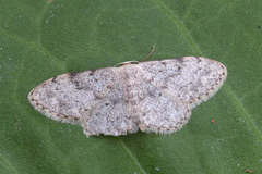 Idaea consolidata