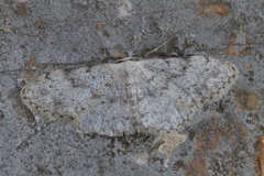 Idaea consolidata