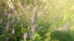 Pogostemon auricularius