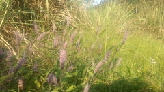 Pogostemon auricularius