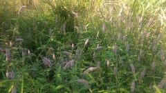 Pogostemon auricularius