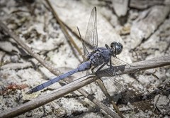 Orthetrum boumiera