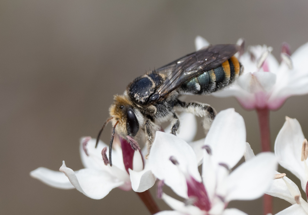 Green-and-gold Nomia Bee