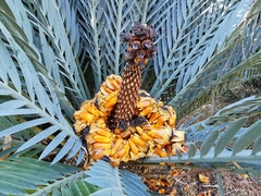 Encephalartos