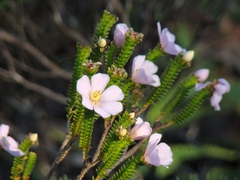 Lavoisiera