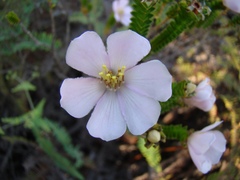 Lavoisiera