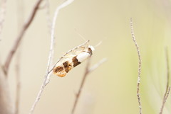 Euphiltra eroticella