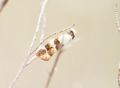 Euphiltra eroticella
