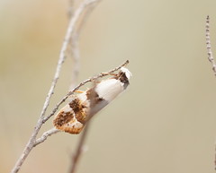 Euphiltra eroticella