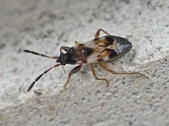 Scolopostethus thomsoni