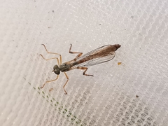 Leptogaster subtilis