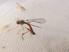 Leptogaster subtilis