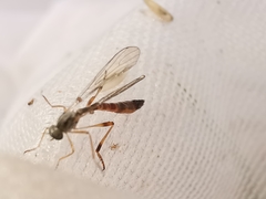 Leptogaster subtilis