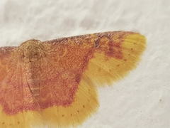 Syngatha latiflavaria