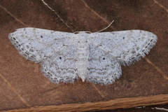 Idaea albitorquata