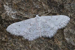 Idaea albitorquata