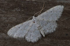 Idaea albitorquata