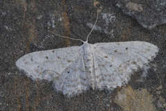 Idaea albitorquata