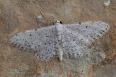 Idaea albitorquata