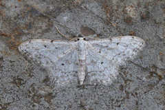 Idaea albitorquata