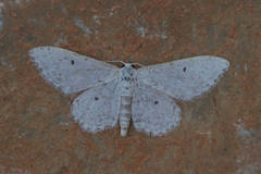 Idaea albitorquata