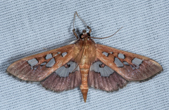 Phostria oajacalis