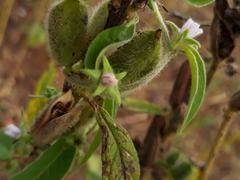 Ipomoea eriocarpa