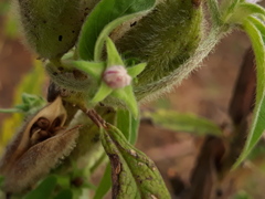 Ipomoea eriocarpa