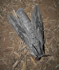 Endoxyla edwardsorum