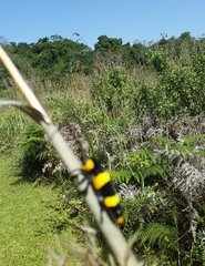 Tragocephala formosa