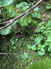 Helvellaceae